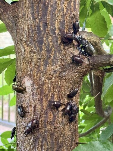 昆虫にやたら人気がある「庭のクヌギ」 カブトムシが群がる光景に