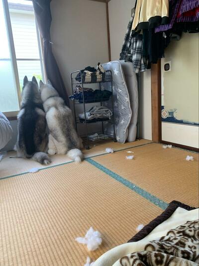 綿が散らばる部屋で外を眺める2匹