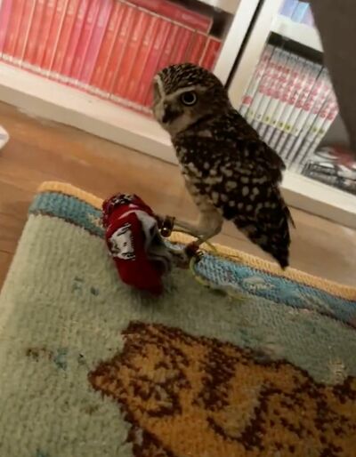 投稿動画のワンシーン