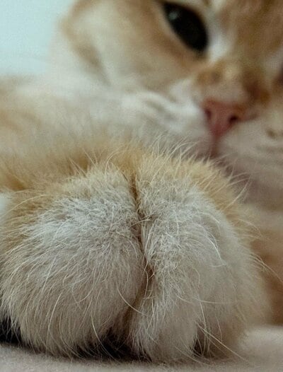 クリームパンみたいな前足がたまらない！
