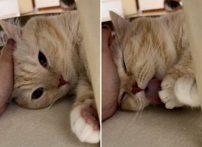 幸せそうな縫くん