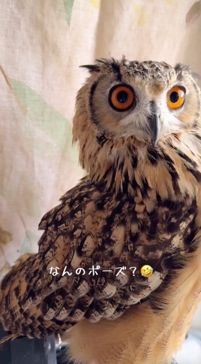 投稿動画のワンシーン