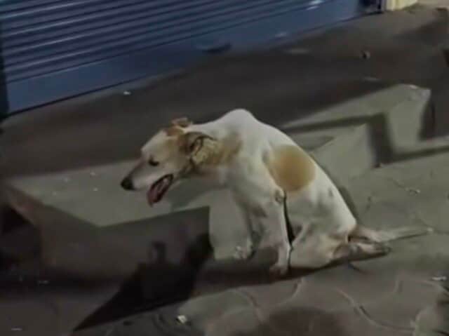 事故で立てなくなっても生きることを諦めない犬を救助　「保護後の表情」に胸が熱くなる