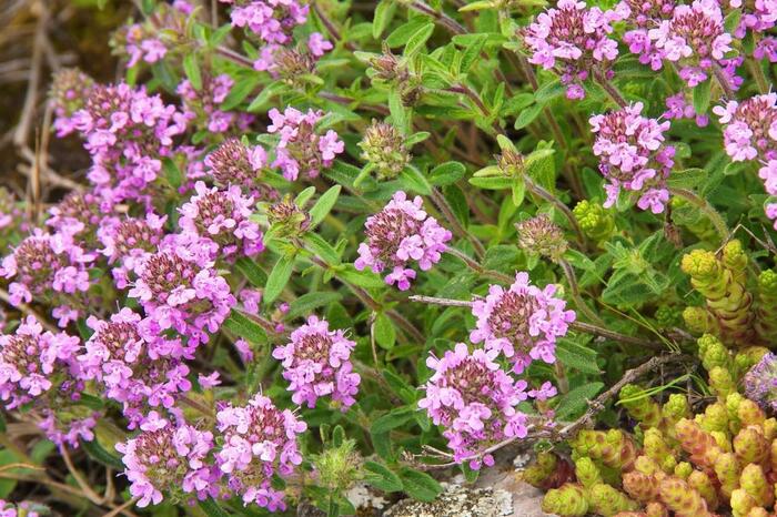 クリーピングタイムの花。色はピンク