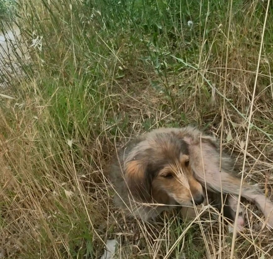 畑に捨てられて衰弱していた「子犬」をレスキュー　治療を経て「仲間とはしゃぐ姿」に感動