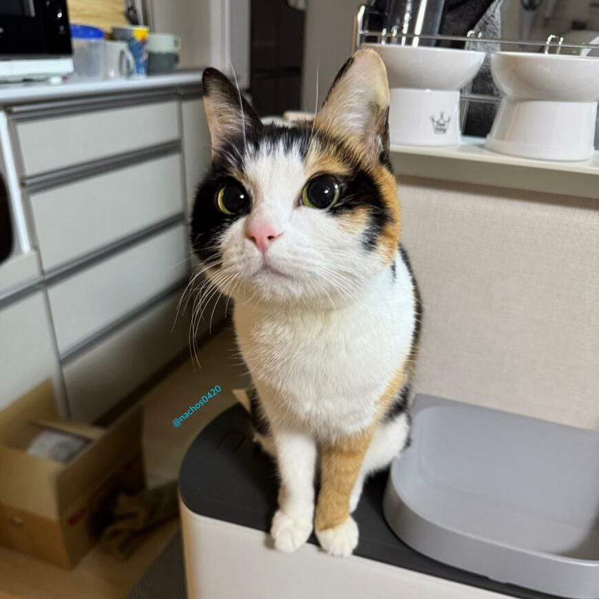 出所：@nachos0420