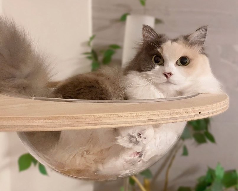 出所：@Erin45805941