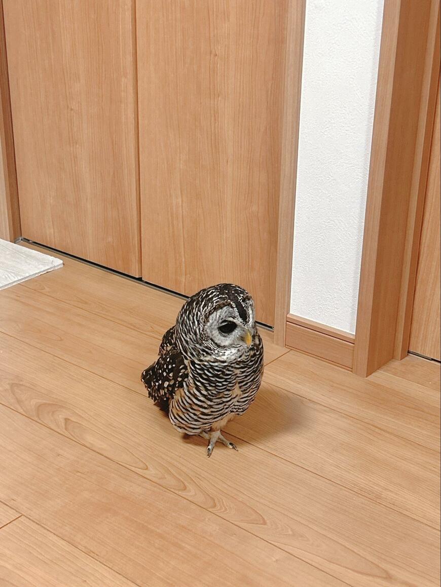 出所：@kanata_akas