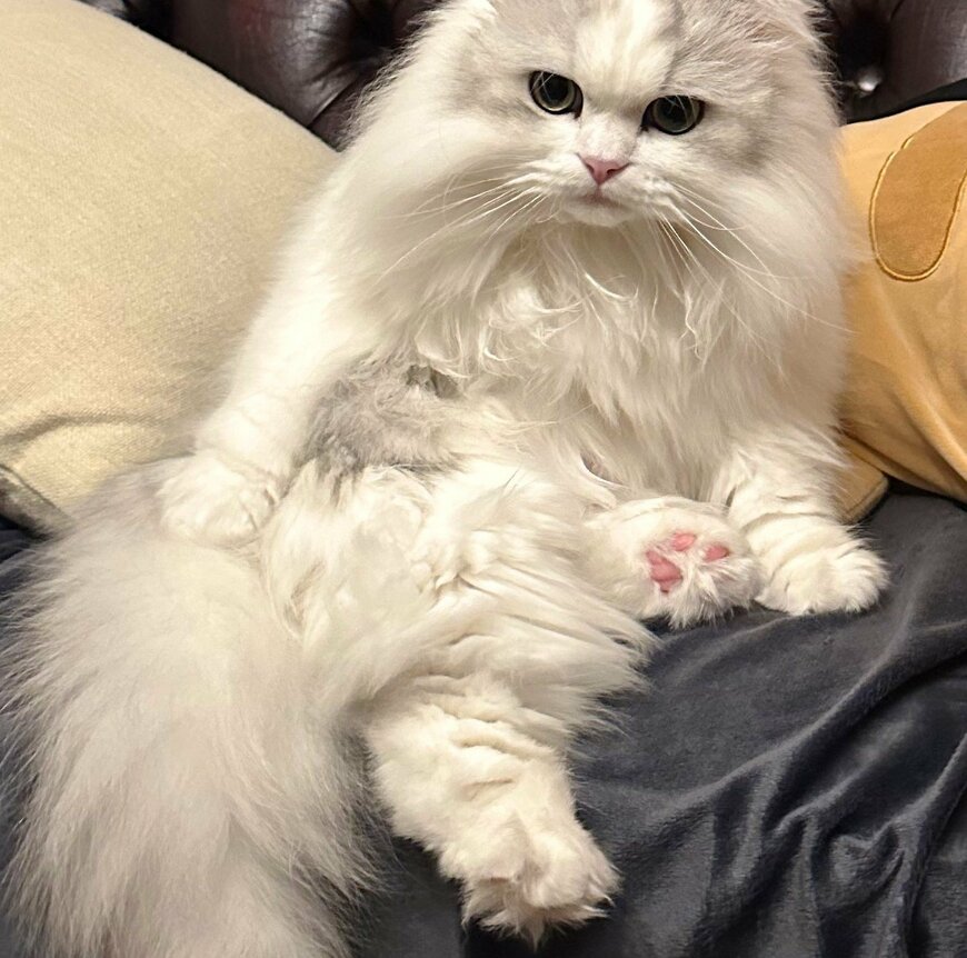 出所：@NEKOLAND13