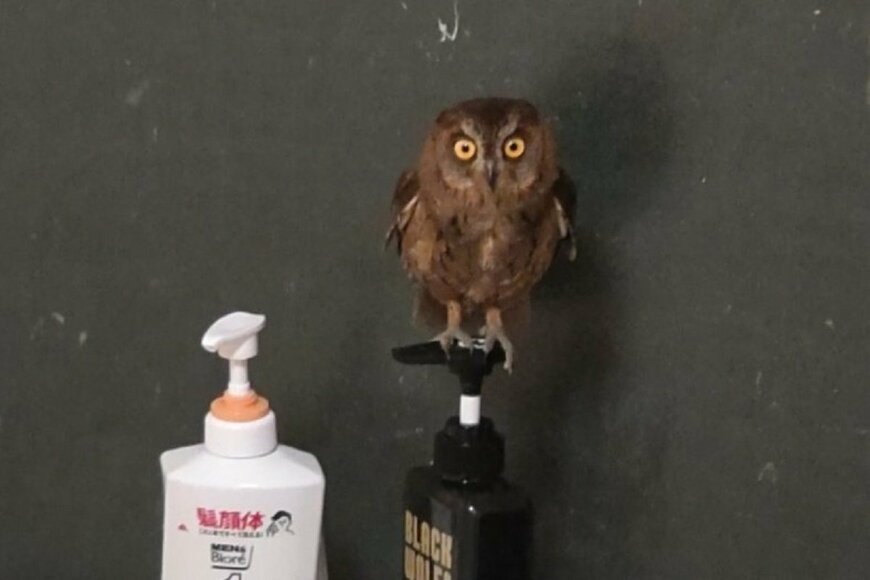 出所：@iHck1yZNj63Yqkh