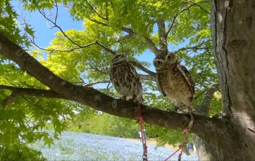 出所：@chimaki_anahori