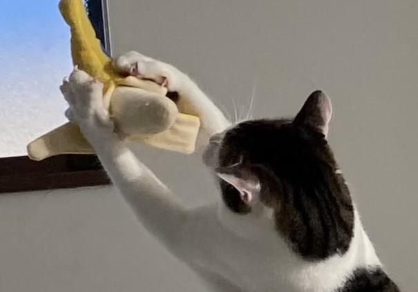 出所：@Saeroyi_cat