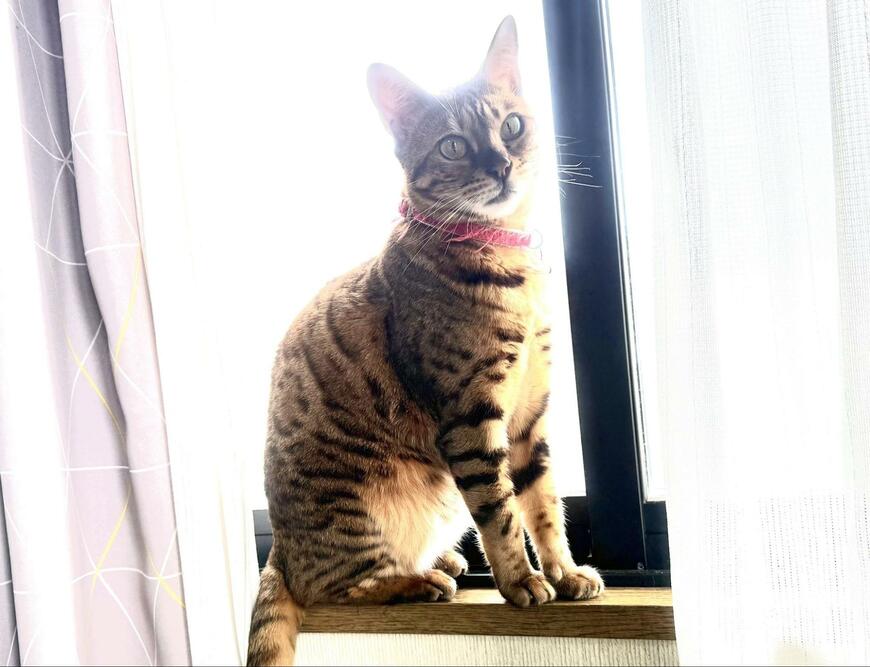 出所:@Beercat_Ana_Dar