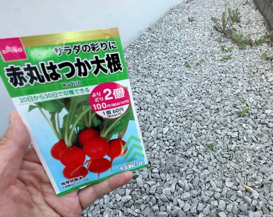 【家庭菜園の常識破り】砂利育ちの「ド根性ラディッシュ」を収穫　立派な姿に「無事育って何より」