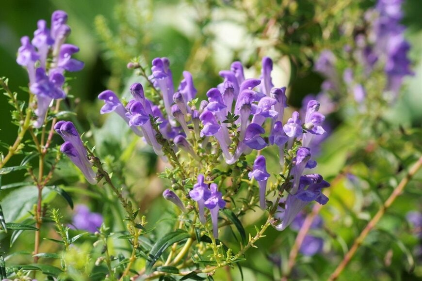 Honki Kumanyan/shutterstock.com