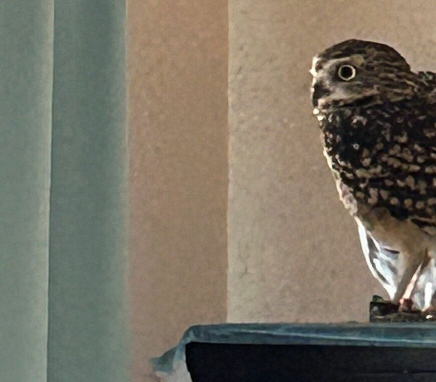 出所：@chimaki_anahori