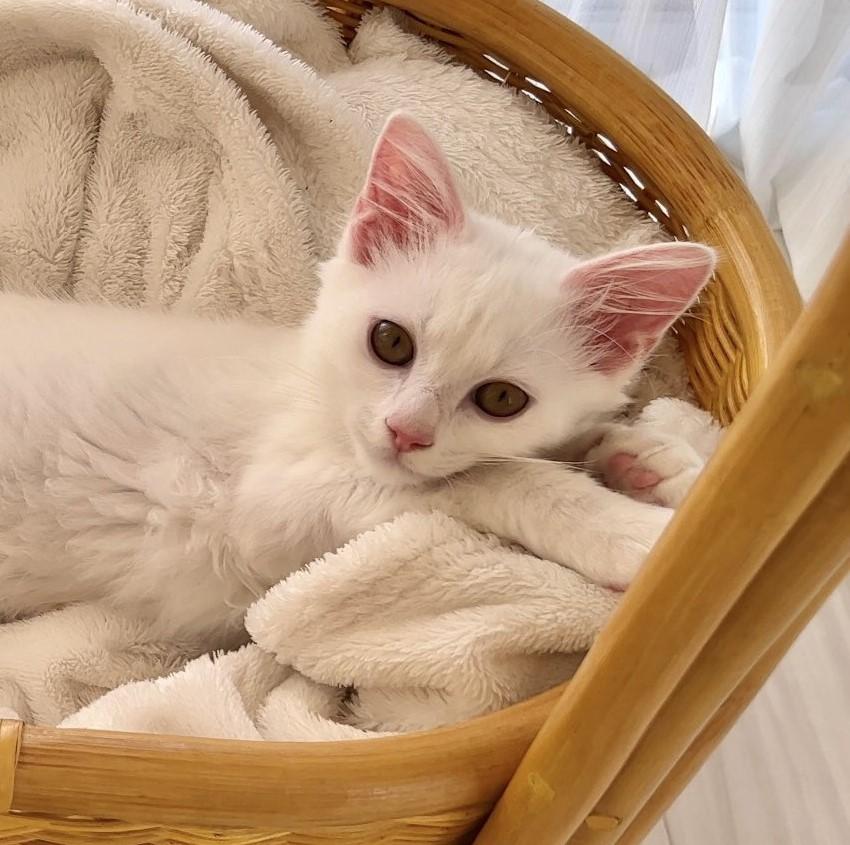 出所：@meltube_cat