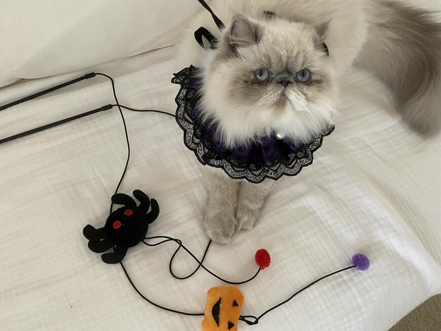 『パール付きレースチョーカー』首もとのパールと黒レースがゴージャス。高級猫に見えます。