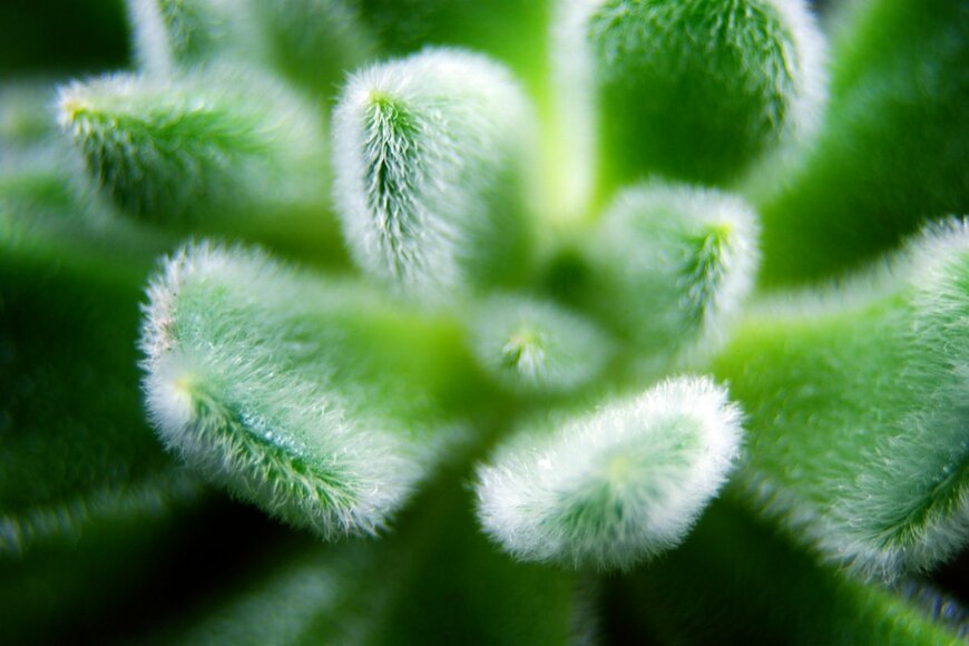 Meritxell Torne/shutterstock.com