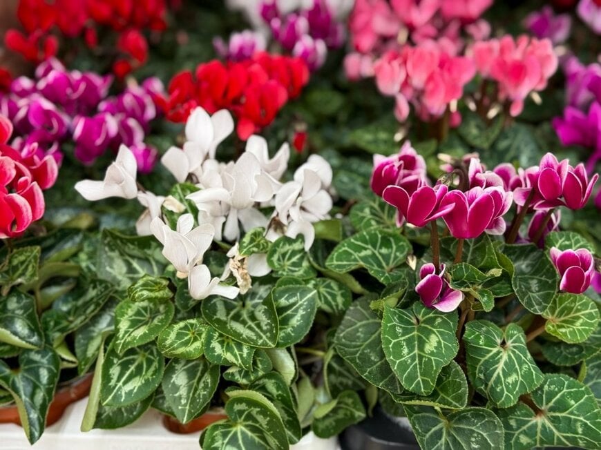 Lapa Smile/shutterstock.com