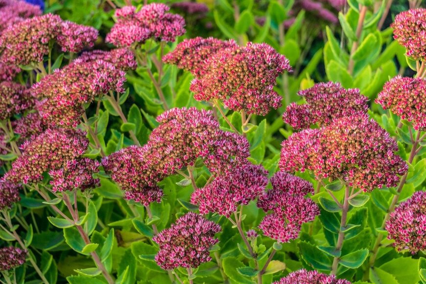 N-sky/istockphoto.com