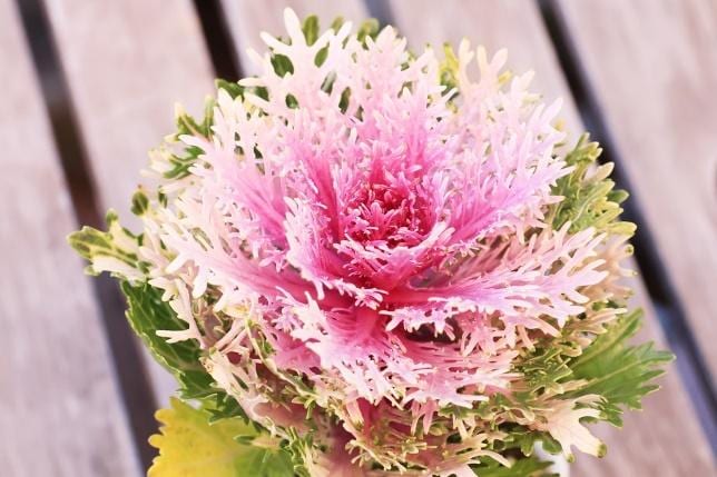 出所：筆者撮影