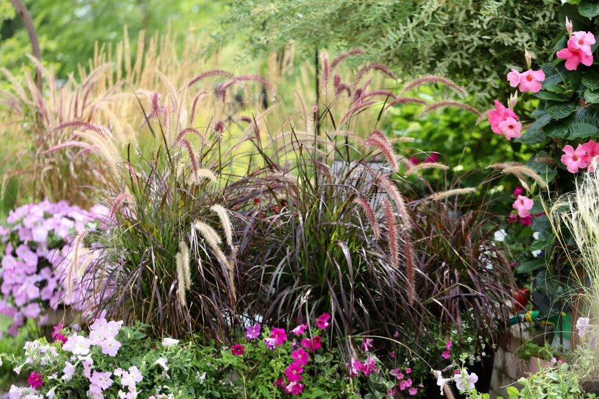 Molly Shannon/shutterstock.com