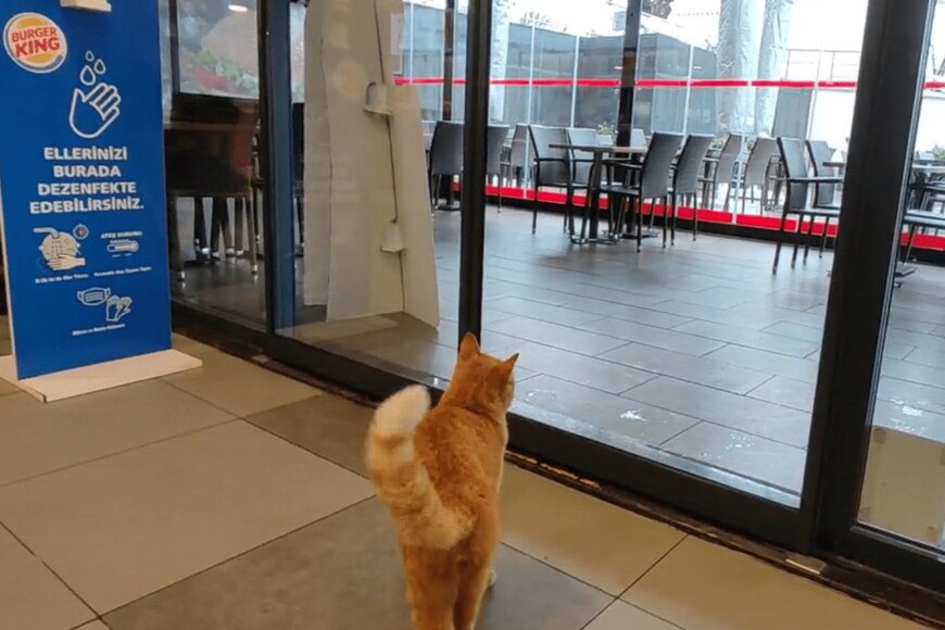 出所：@nekosanpoch