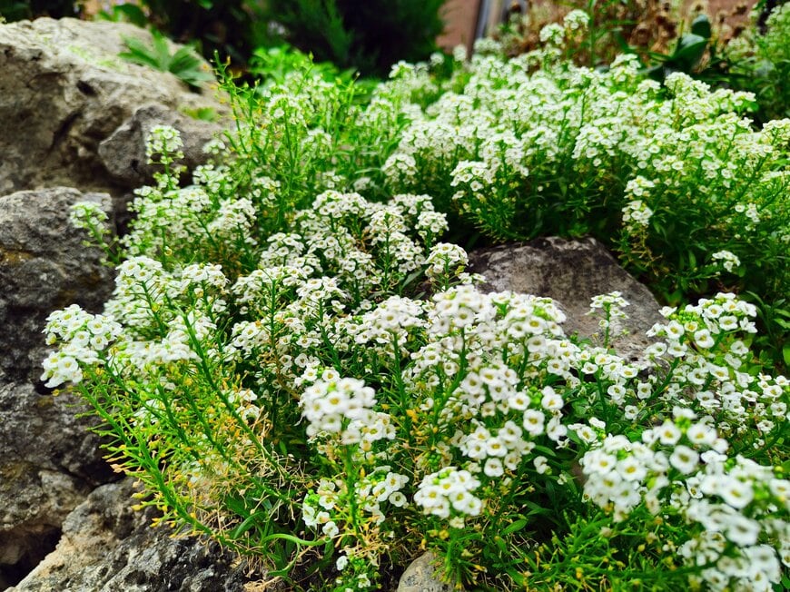 Zahed Zisan/shutterstock.com