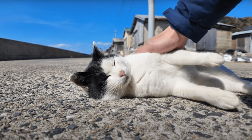 出所：@ImpressedCatVideo