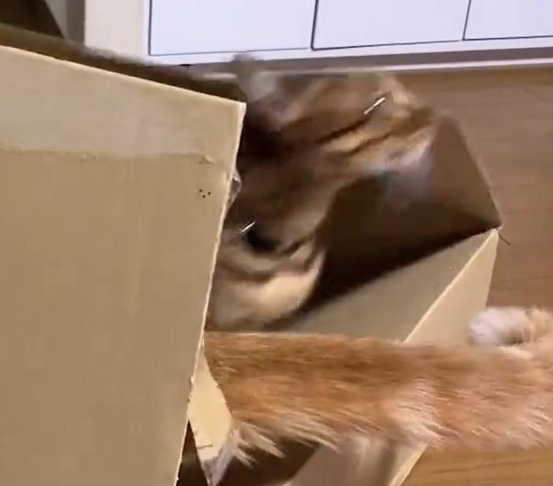 出所：@Beercat_Ana_Dar