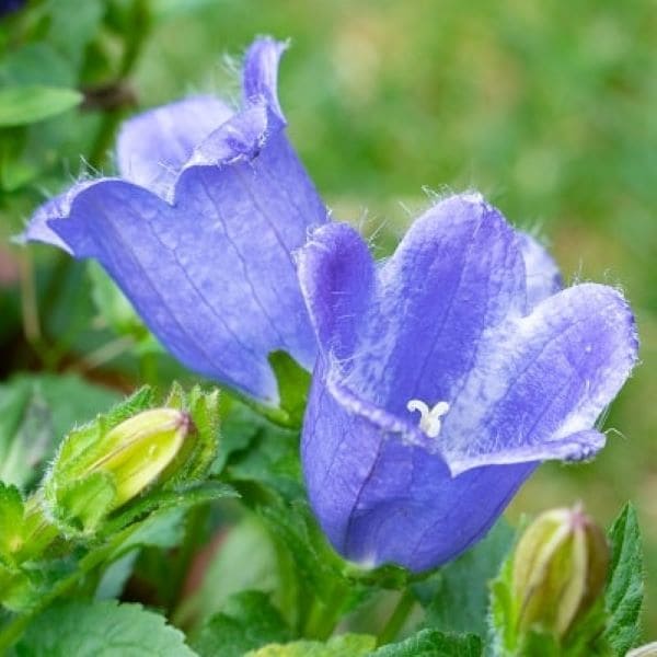 出所：PROVEN WINNERS（R）　カンパニュラ マジェスティックブルー