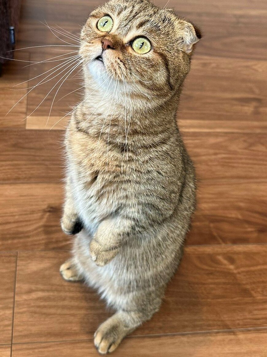 出所：@ponpokopontanu