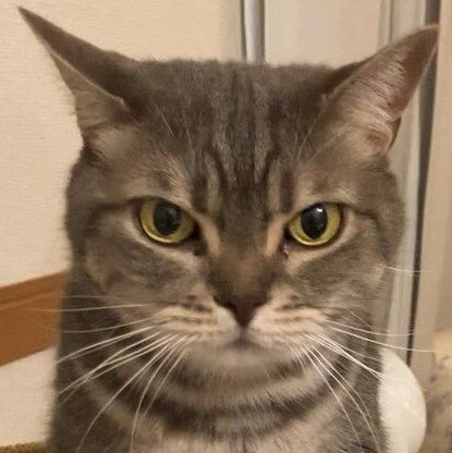 出所：@nekotansoku