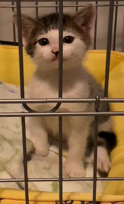 出所：@Saeroyi_cat