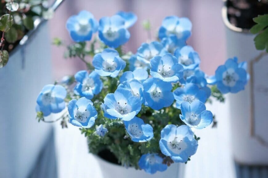 ひと鉢で玄関華やぐ「春の定番花」　センスの良い一年草「おすすめ3選」を紹介