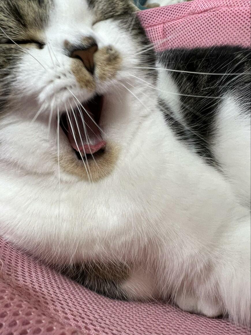 出所：@torotolo106106