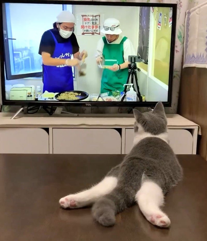 テレビを見る猫
