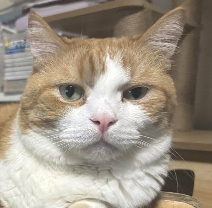 ダーウィンちゃんの表情をクローズアップ