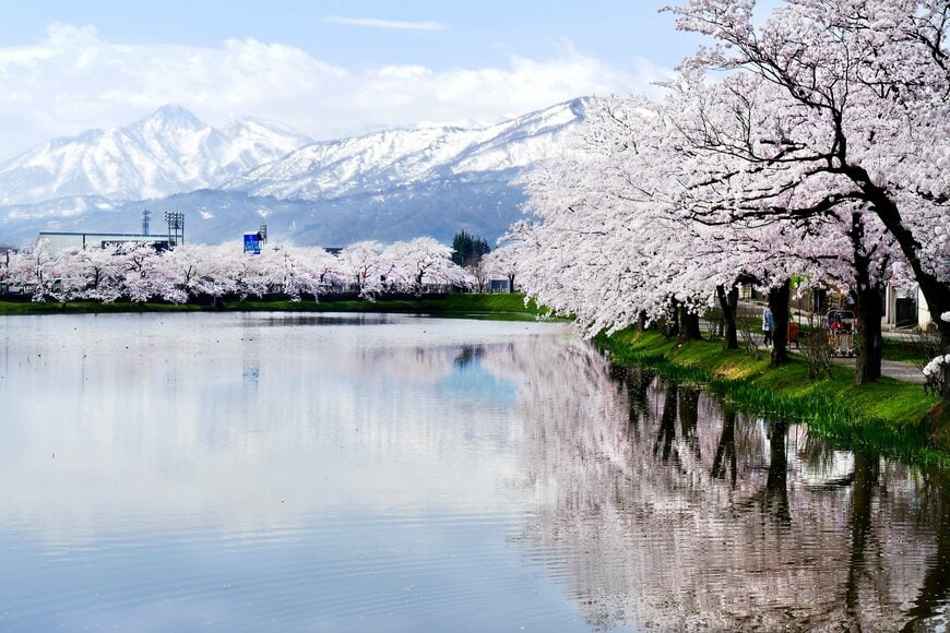 高田城跡公園の桜と雪山