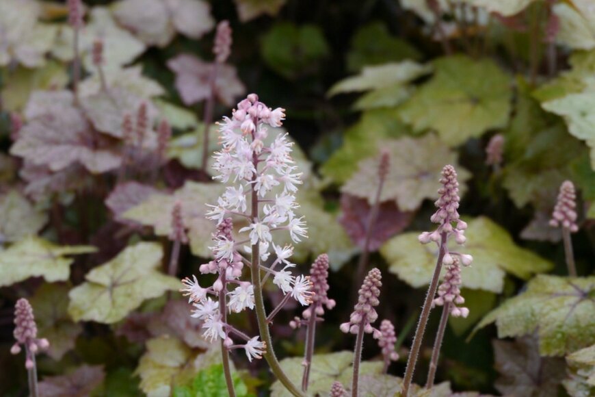 ティアレラの花が咲いている。色は白とピンク。