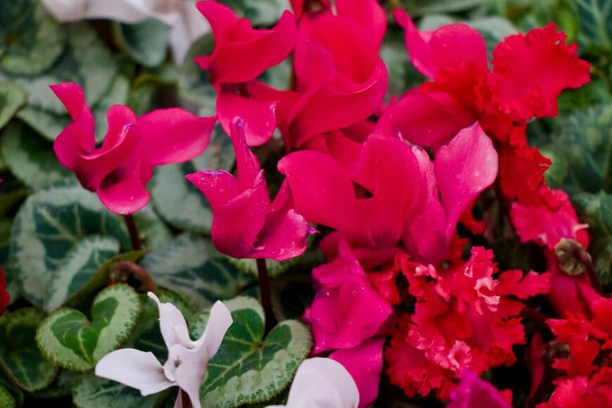 濃いピンクや白の花を咲かせている、ガーデンシクラメン