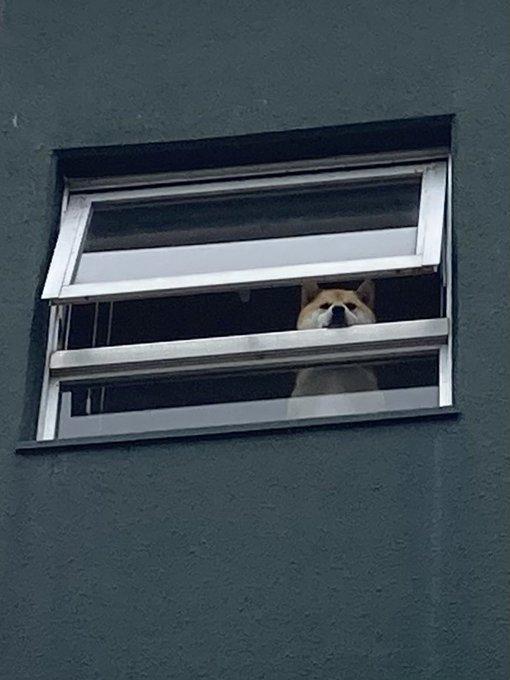 窓からこちらを見つめる犬