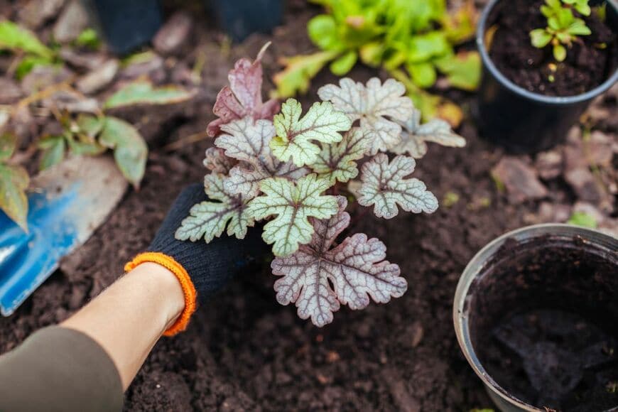 土にヒューケラの苗を植えている人の手