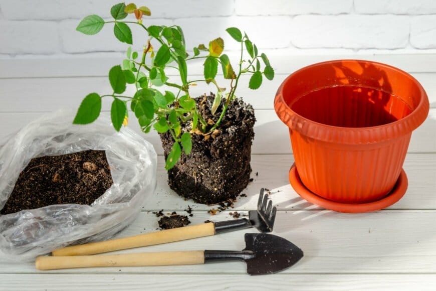 鉢植えのポイント,根の取り扱いに注意