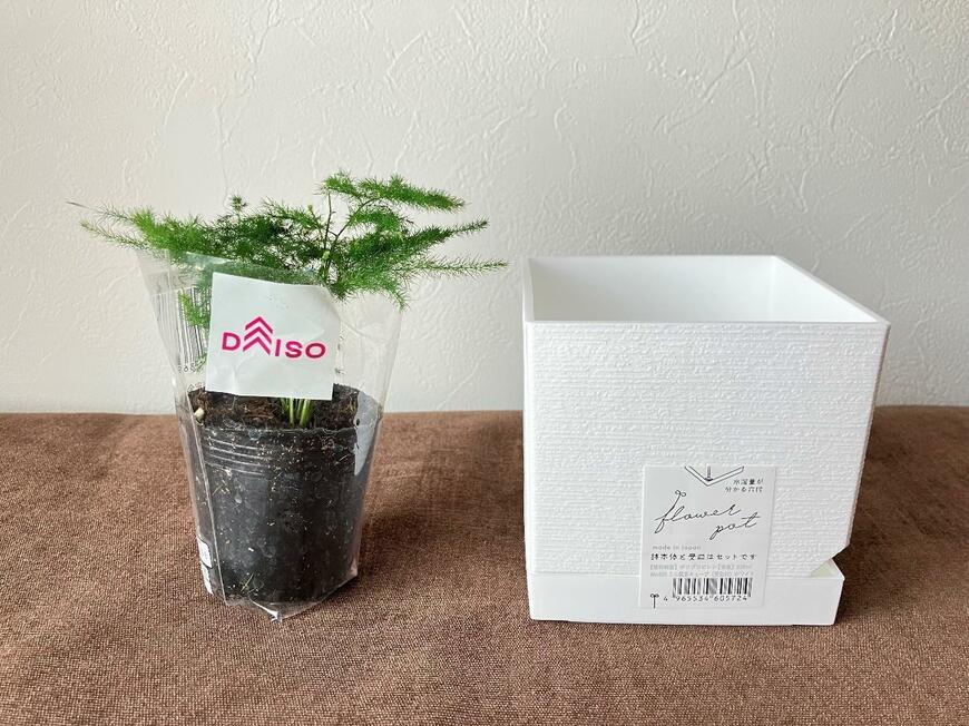 ミニ観葉キューブと観葉植物の土で春植えアスパラをお迎え