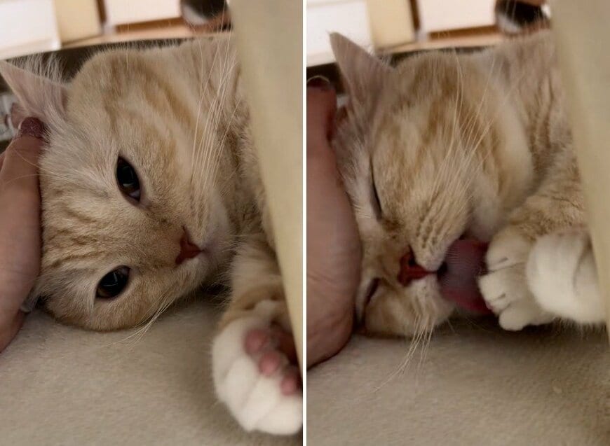 幸せそうな縫くん