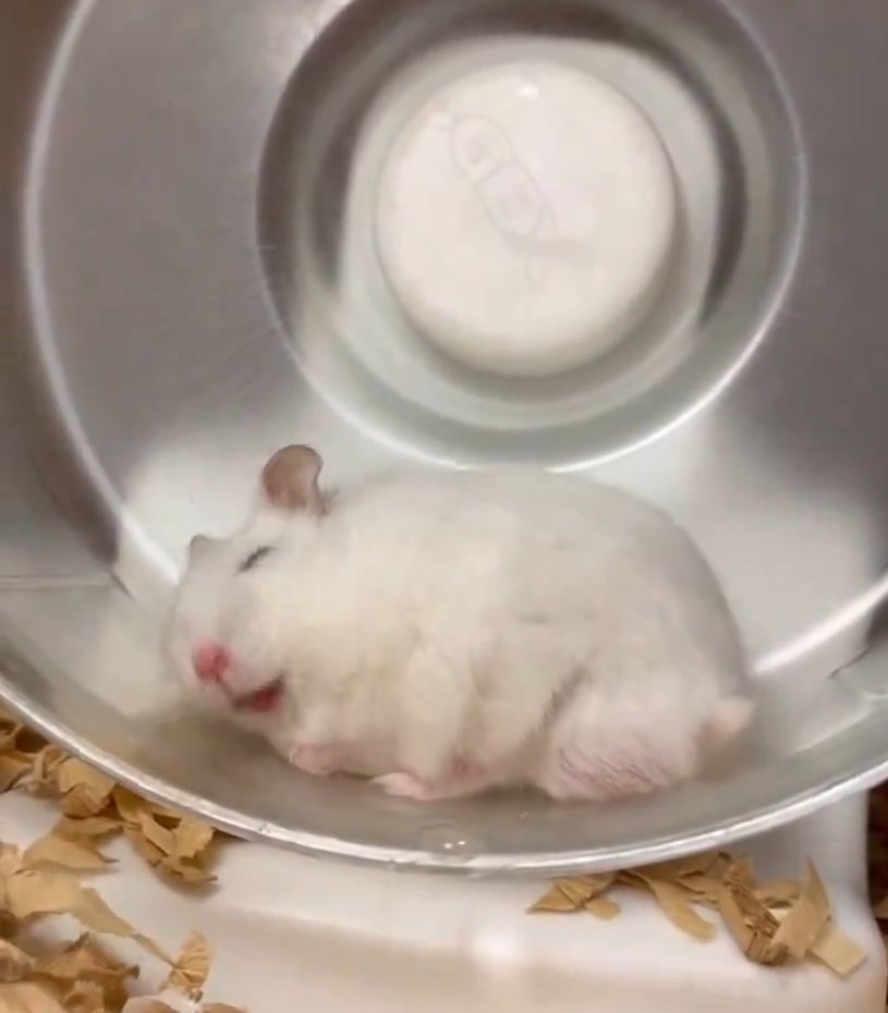 寝起きのハムスター