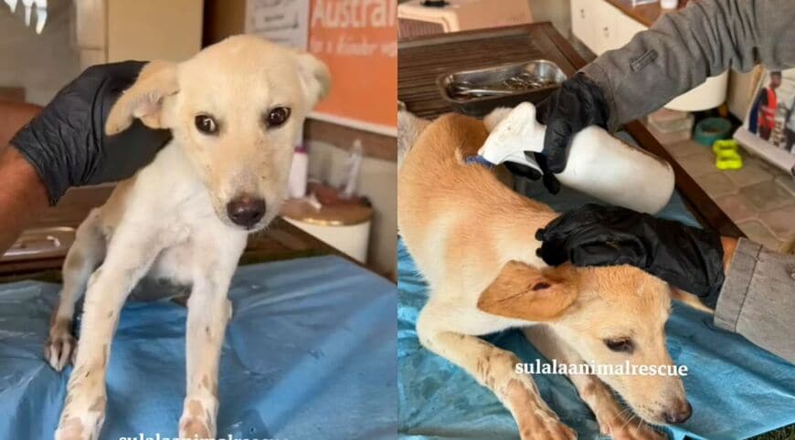 出所：<u><a href="https://www.instagram.com/p/DcKHLNtIOjQ/" target="_blank">@sulalaanimalrescue</a></u>