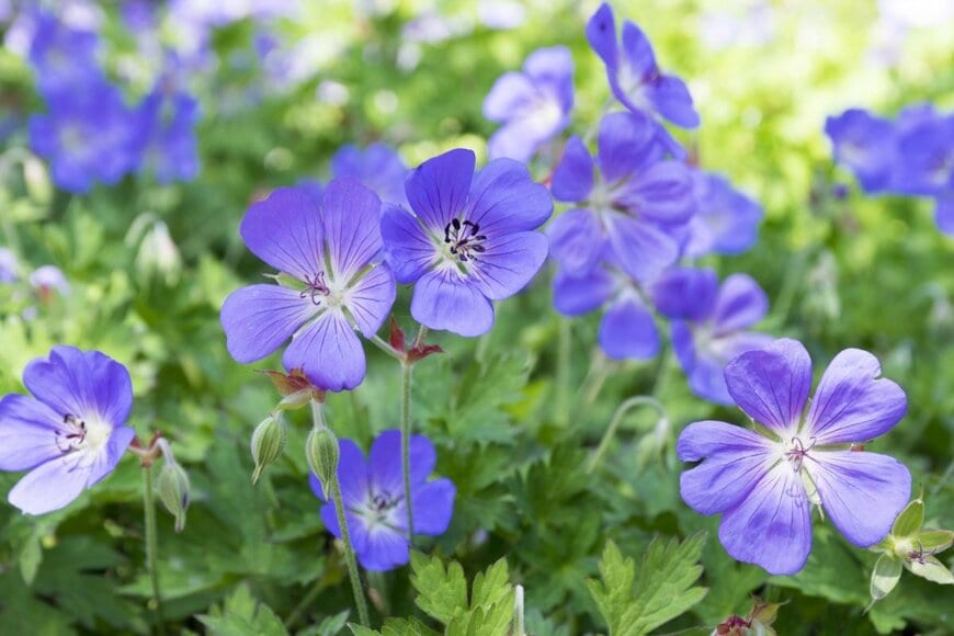 ゲラニウムの花が咲いている。色は紫がかった青。